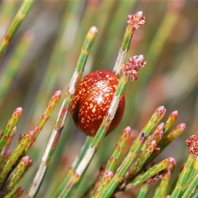 Paropsisterna atalanta