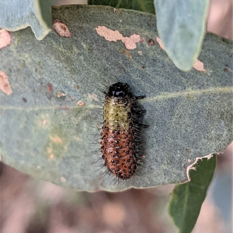 Larvae