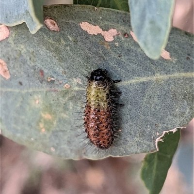 Larvae