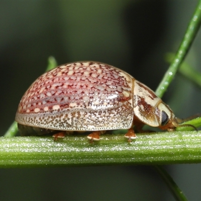 Paropsisterna decolorata