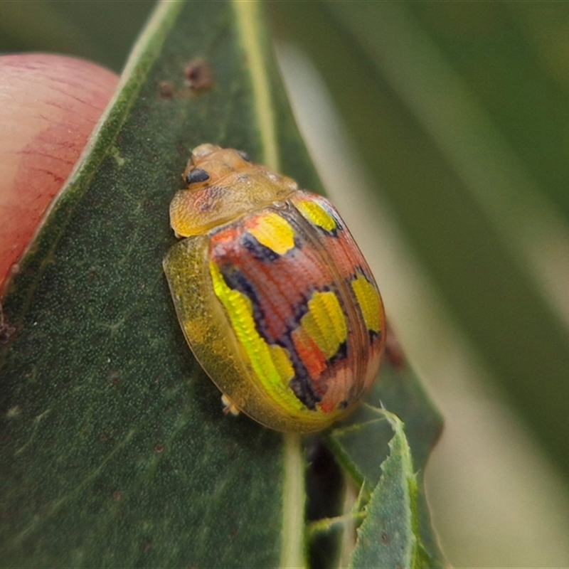 Paropsisterna gloriosa