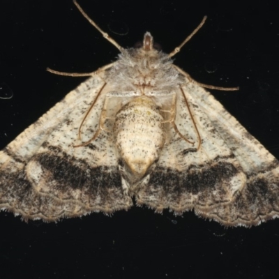 Aporoctena (genus)