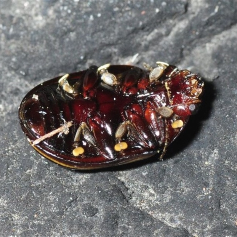 Paropsisterna lineata