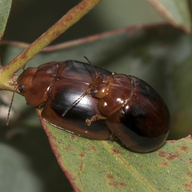 Paropsisterna liturata