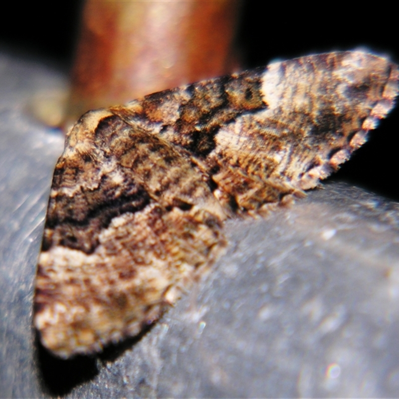 Aporoctena scierodes