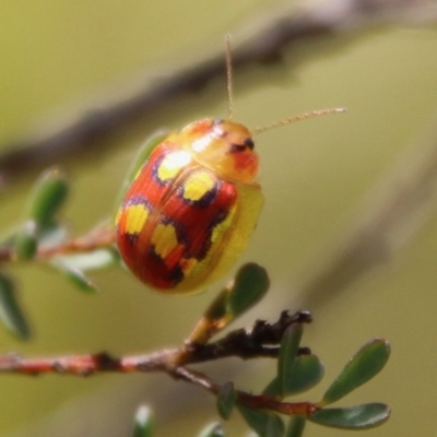 Paropsisterna nobilitata