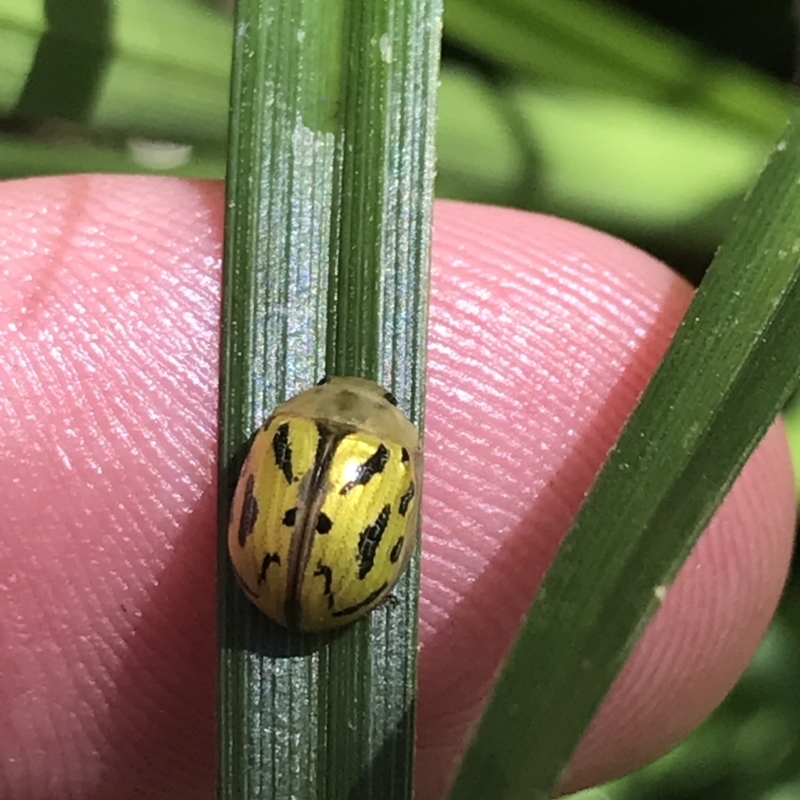 Paropsisterna obliterata