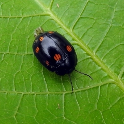 Paropsisterna octosignata