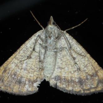 Female underside