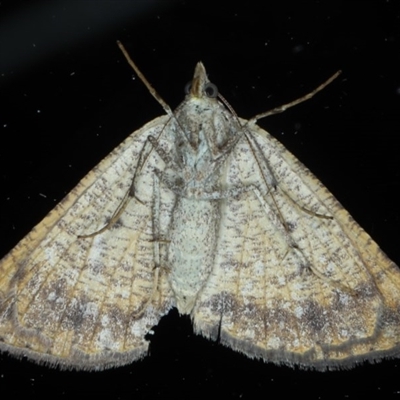 Female underside