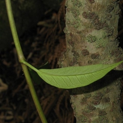 Parsonsia brownii