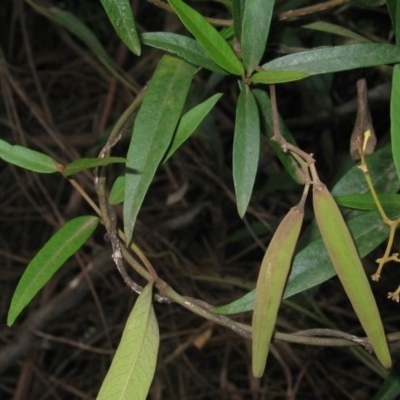 Parsonsia brownii