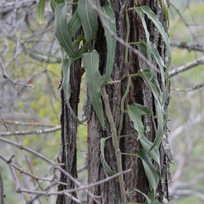 Parsonsia eucalyptophylla