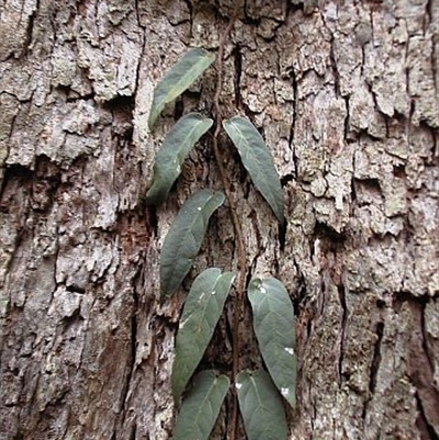 Jackie Miles, juvenile foliage