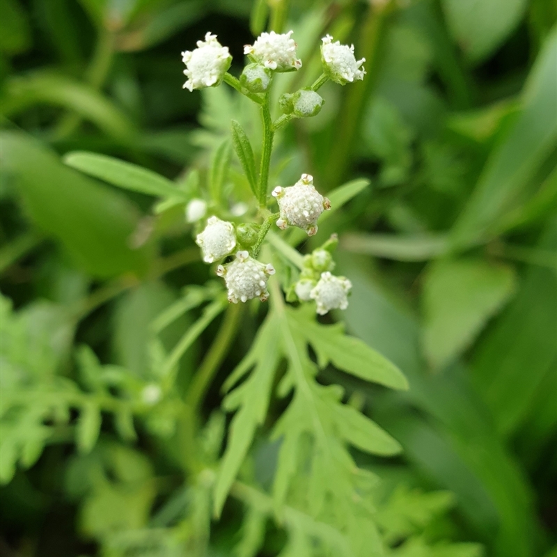 Parthenium hysterophorus