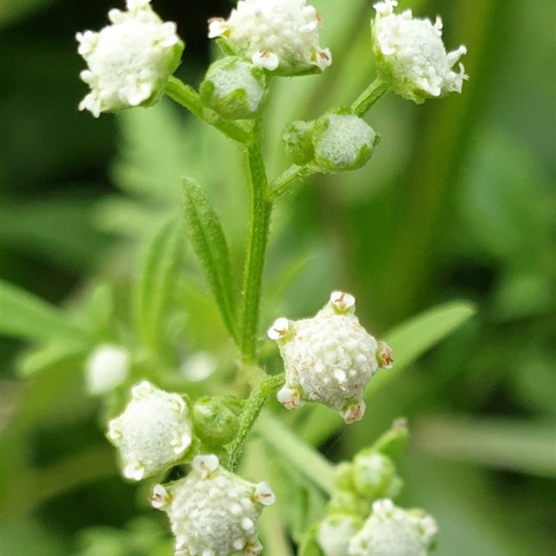 Parthenium hysterophorus