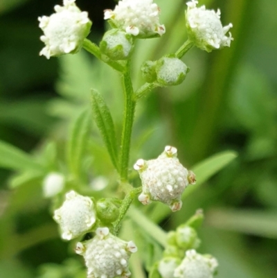 Parthenium hysterophorus