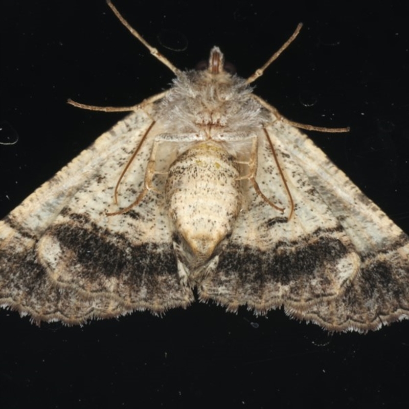 Aporoctena undescribed species