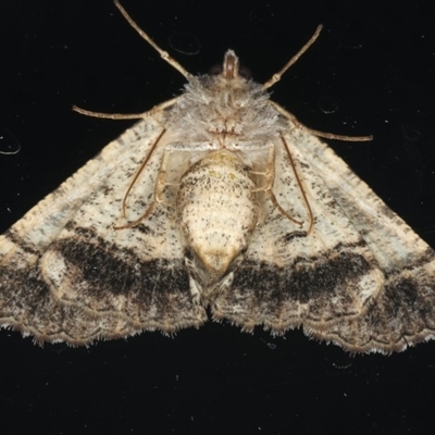 Male Underside