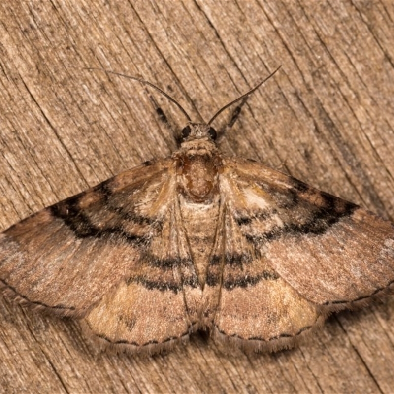 Aporoctena undescribed species