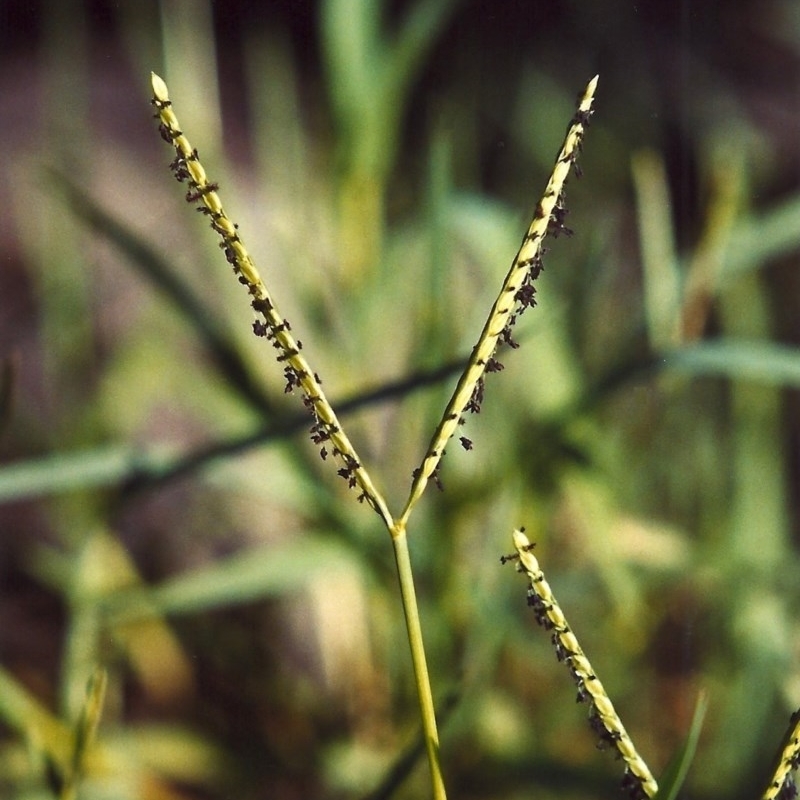 Paspalum distichum