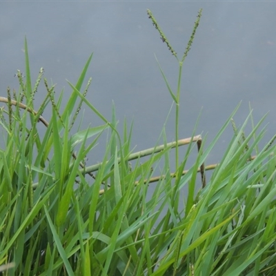 Paspalum distichum