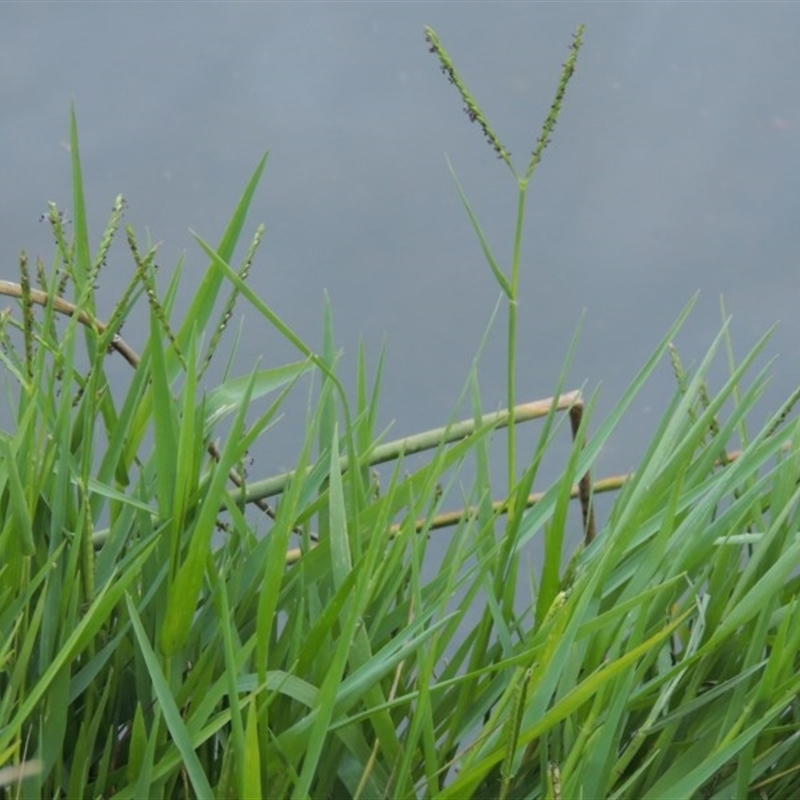 Paspalum distichum