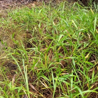 Paspalum mandiocanum