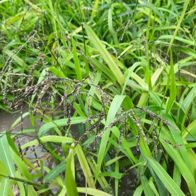 Paspalum paniculatum