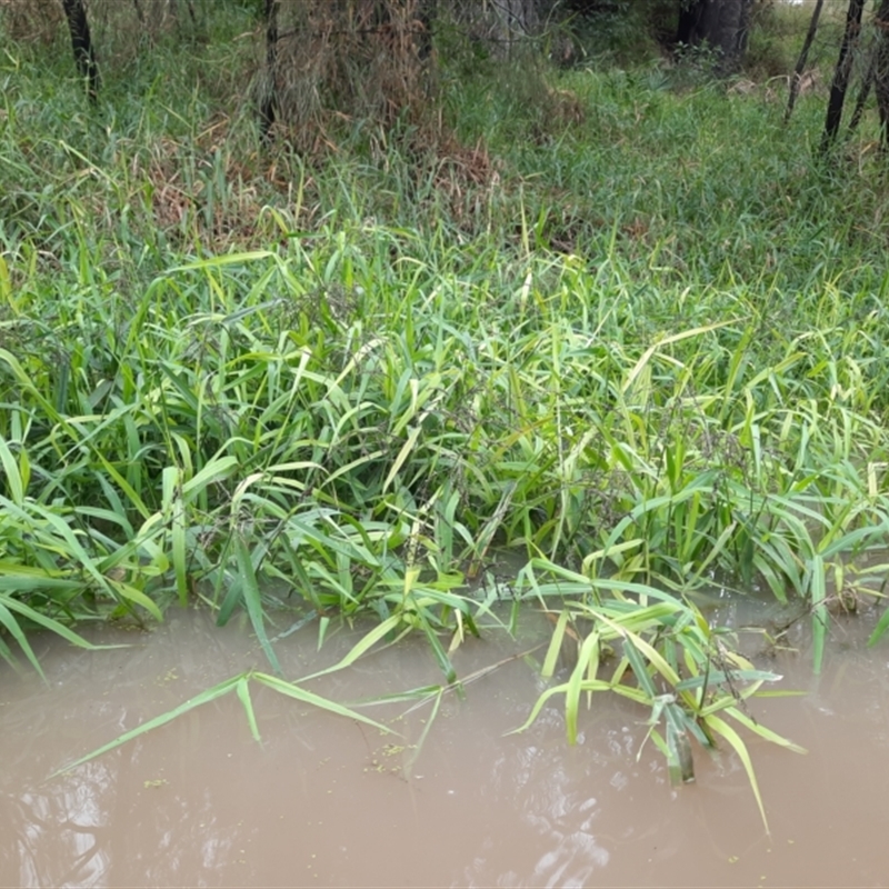 Paspalum paniculatum