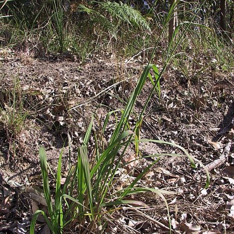 Paspalum urvillei