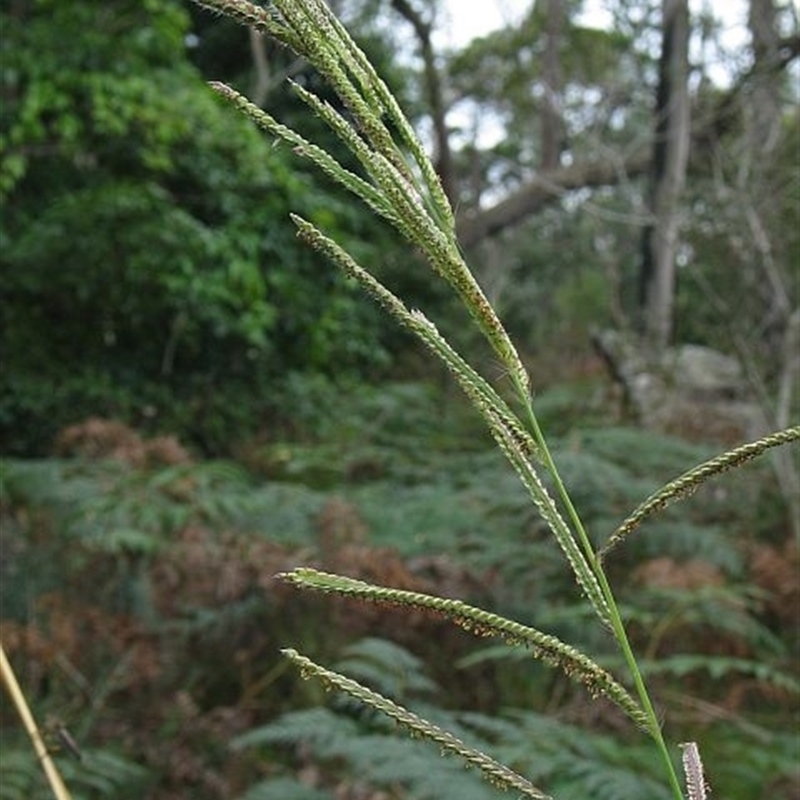 Paspalum urvillei