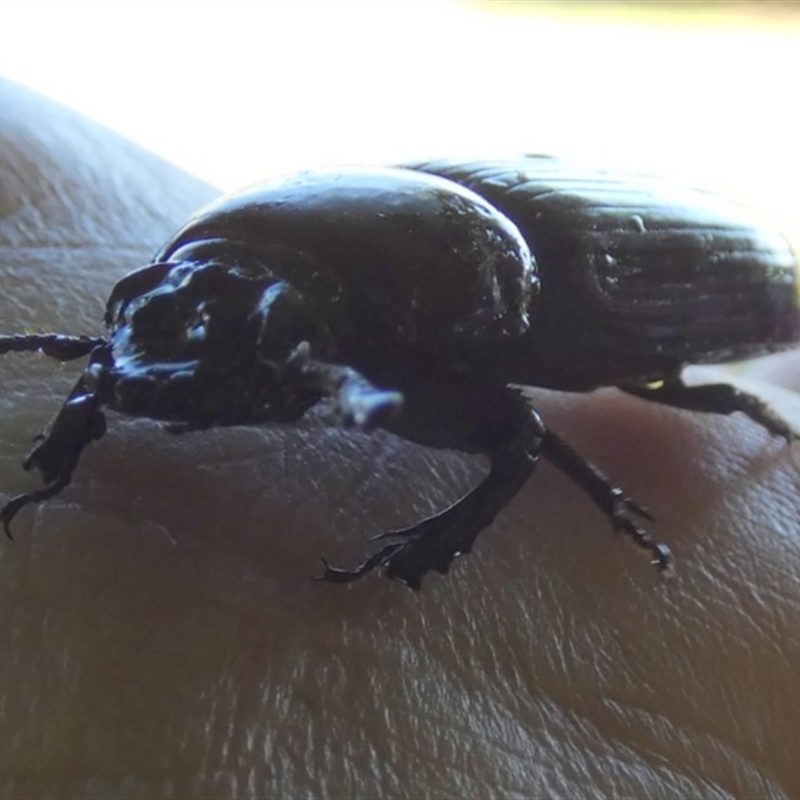 Passalidae (family)
