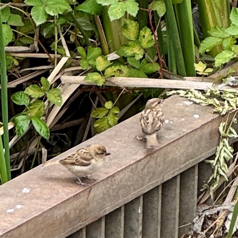 Passer domesticus