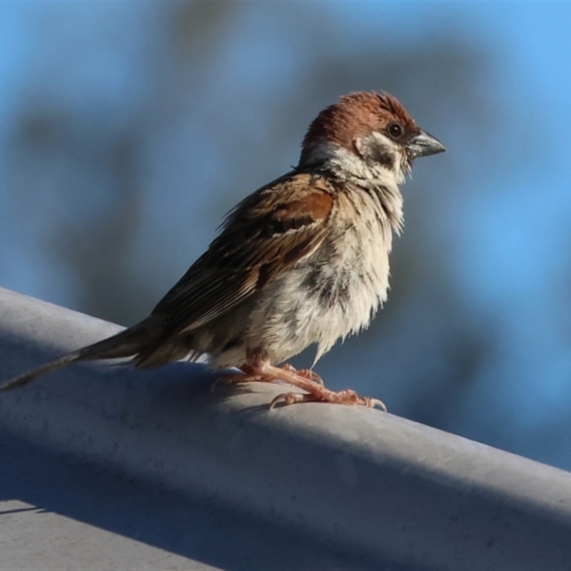 Passer montanus