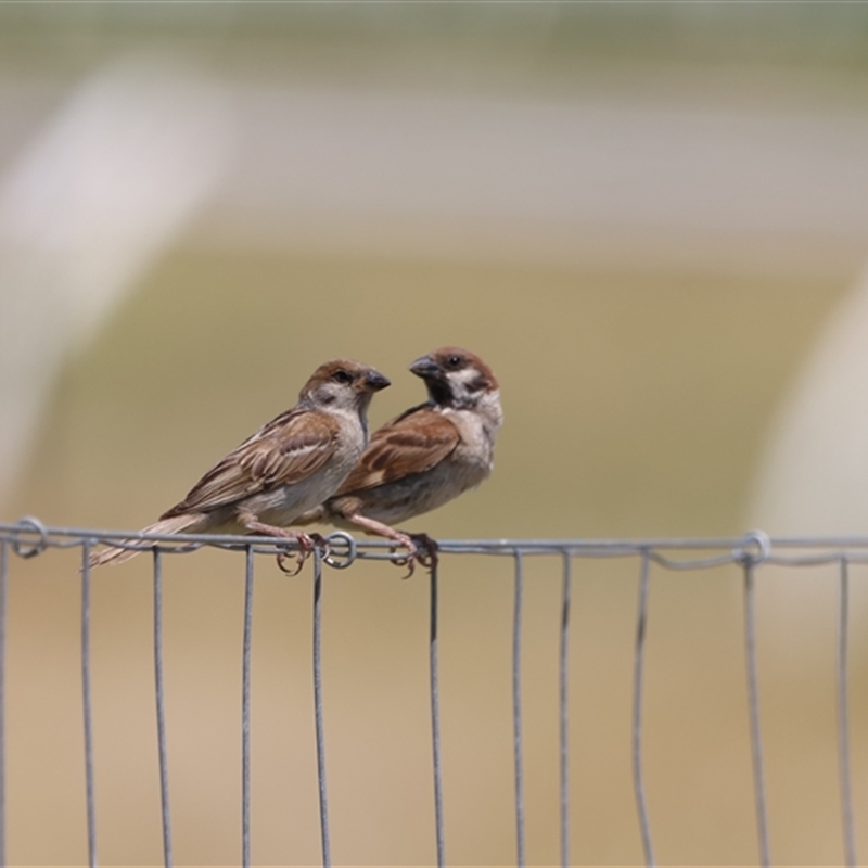 Passer montanus