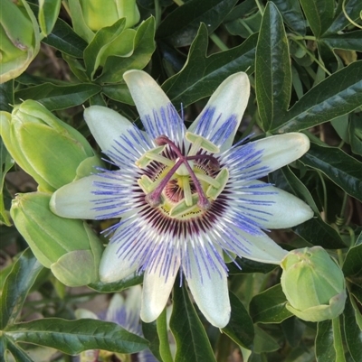 Passiflora caerulea