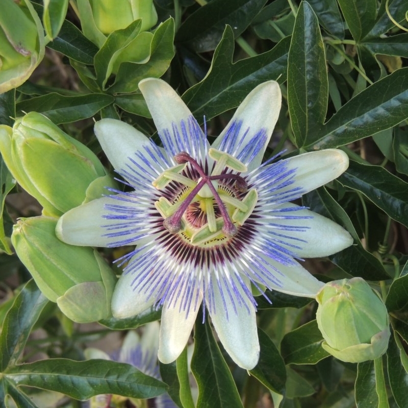 Passiflora caerulea