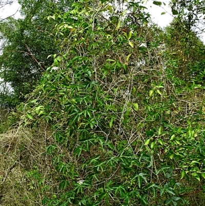 Passiflora caerulea