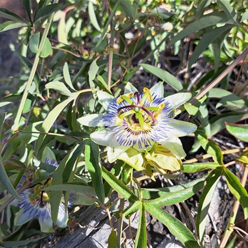 Passiflora caerulea