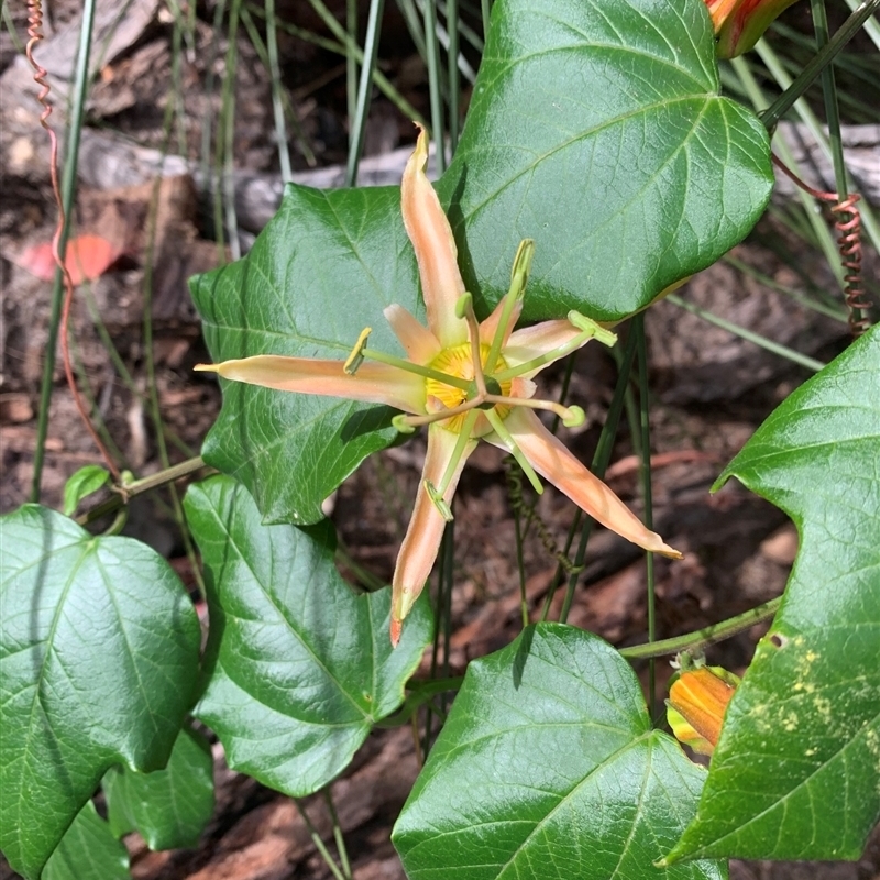 Passiflora herbertiana subsp. herbertiana