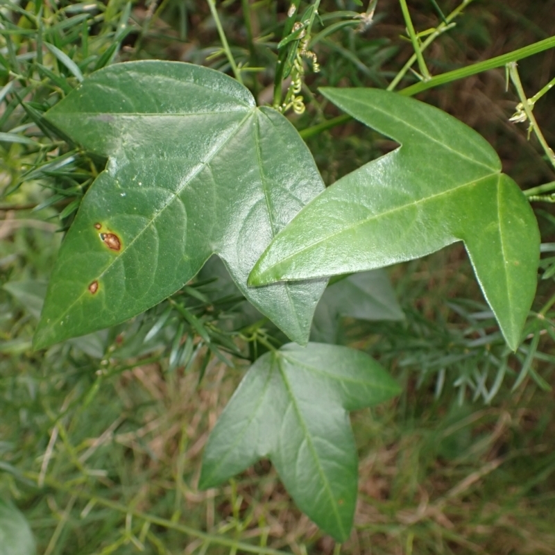 Passiflora suberosa