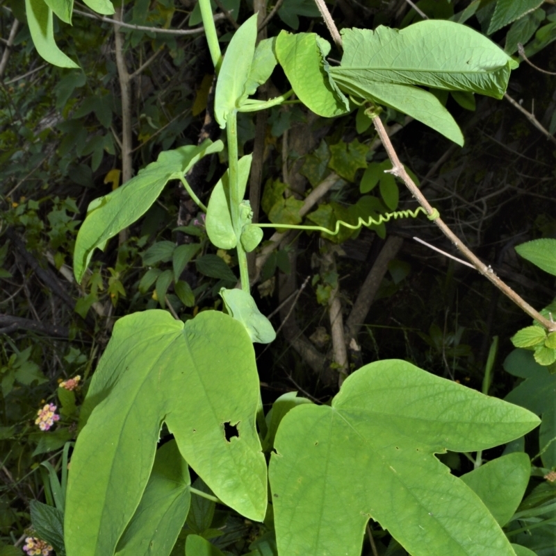 Passiflora subpeltata