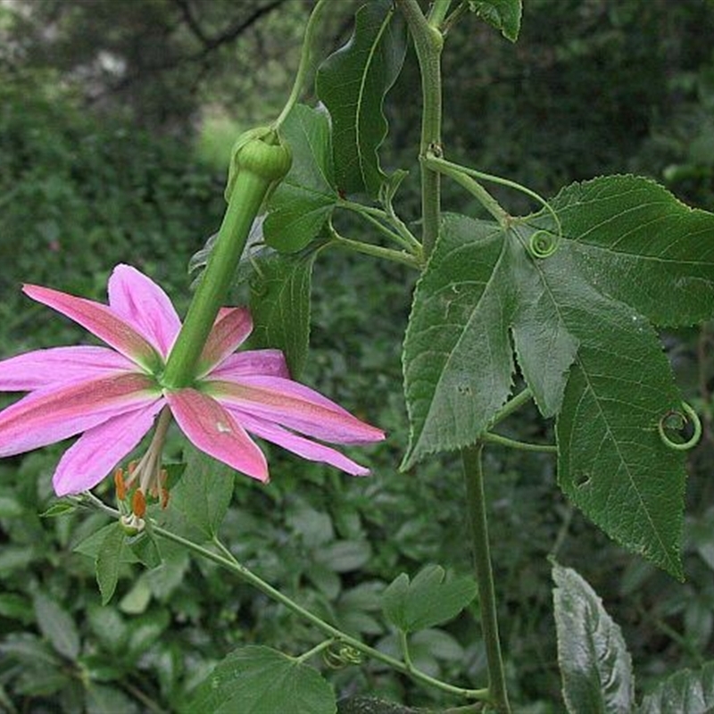 Passiflora tarminiana