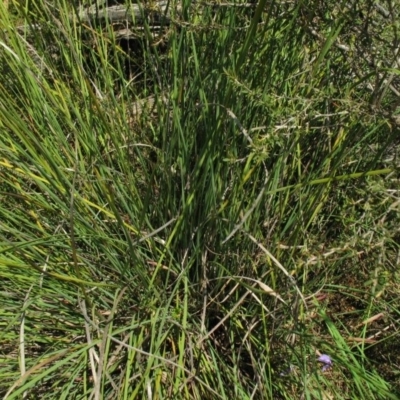 Patersonia fragilis