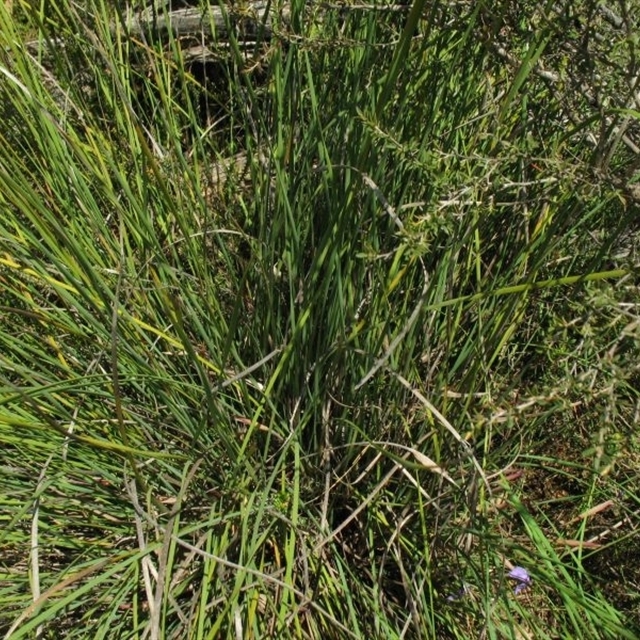 Patersonia fragilis (Short Purple Flag) - Gippsland