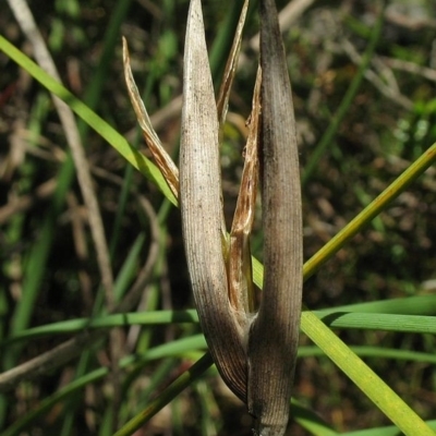 Patersonia fragilis