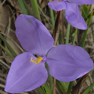 Patersonia glabrata