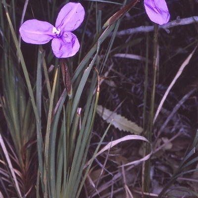 Patersonia glabrata