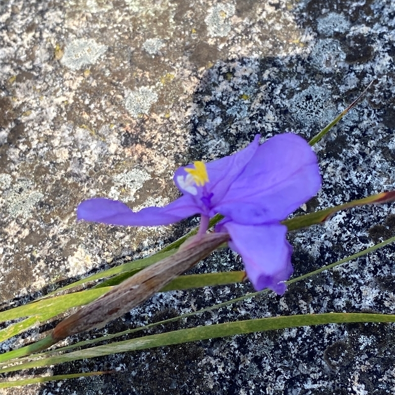 Patersonia glabrata